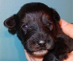 Puppy Teddy Collie-Poodle (Miniature) Mix