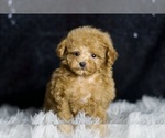Small Photo #36 Poodle (Miniature) Puppy For Sale in WARSAW, IN, USA