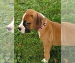Small #8 Boxer