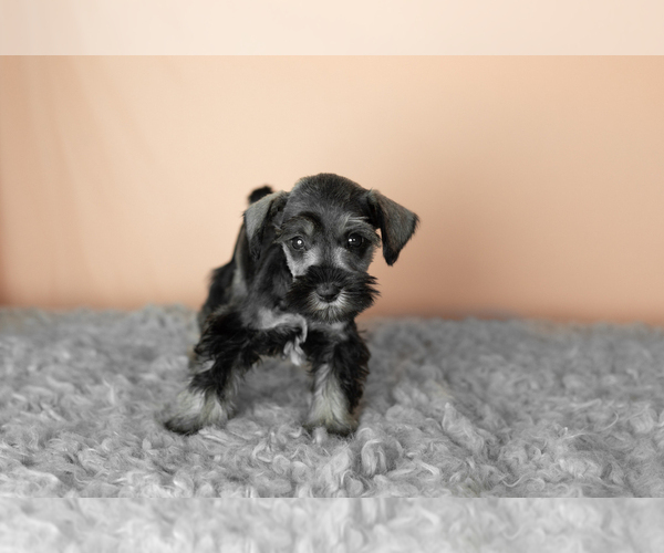 Medium Photo #35 Schnauzer (Miniature) Puppy For Sale in MILLERSBURG, IN, USA