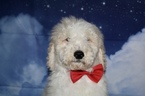 Small Photo #5 Goldendoodle Puppy For Sale in LAKELAND, FL, USA
