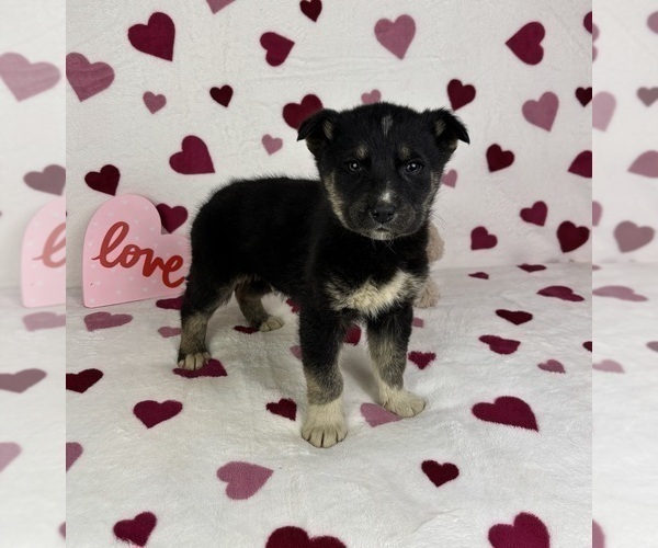 Medium Photo #5 German Shepherd Dog-Miniature American Shepherd Mix Puppy For Sale in FRANKLIN, IN, USA