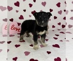Small #4 German Shepherd Dog-Miniature American Shepherd Mix