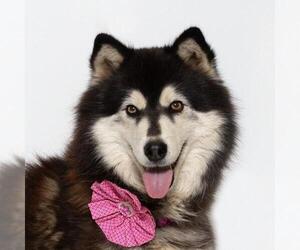 Medium Siberian Husky