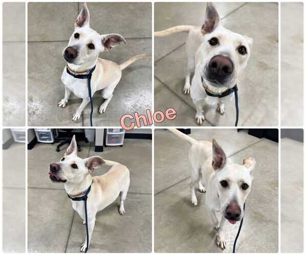 Medium Photo #9 American Staffordshire Terrier-Labrador Retriever Mix Puppy For Sale in Pierceton , IN, USA