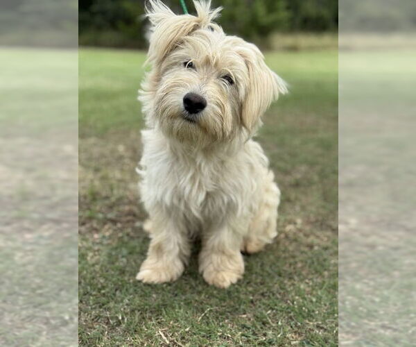 Medium Photo #1 Unknown-Wheaten Terrier Mix Puppy For Sale in PIPE CREEK, TX, USA