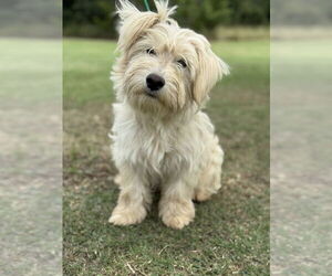 Unknown-Wheaten Terrier Mix Dogs for adoption in PIPE CREEK, TX, USA