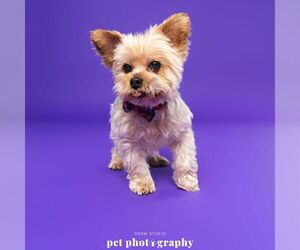 Mutt Dogs for adoption in Fargo, ND, USA