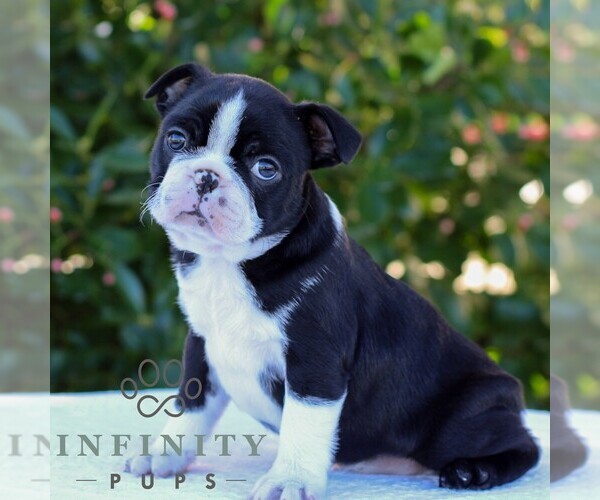 Medium Photo #5 Boston Terrier Puppy For Sale in MANHEIM, PA, USA