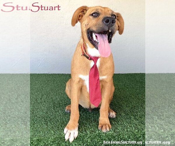 Medium Photo #1 Mutt Puppy For Sale in San Diego, CA, USA
