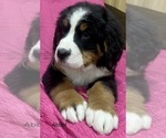 Small Photo #6 Bernese Mountain Dog Puppy For Sale in SHERIDAN, MI, USA