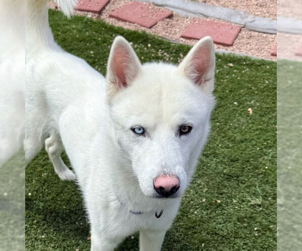 Medium Photo #1 Siberian Husky Puppy For Sale in Omaha, NE, USA