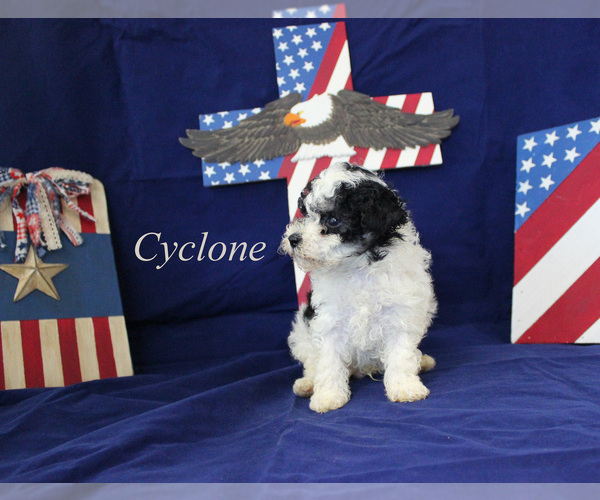 Medium Photo #10 Poodle (Toy) Puppy For Sale in CHANUTE, KS, USA