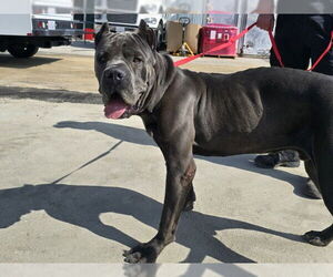 Mutt Dogs for adoption in San Bernardino, CA, USA