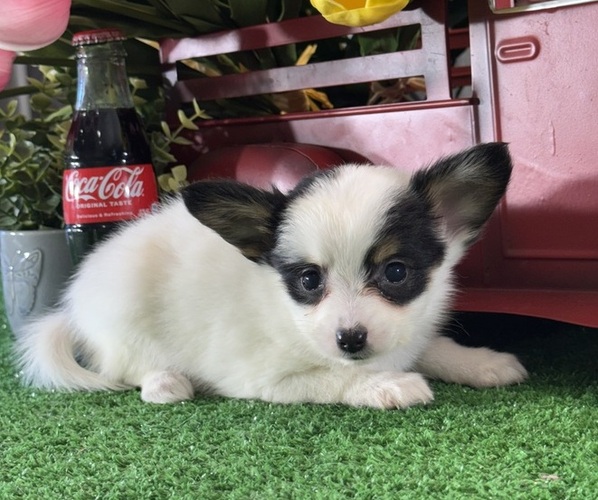 Medium Photo #5 Papillon Puppy For Sale in CANOGA, NY, USA