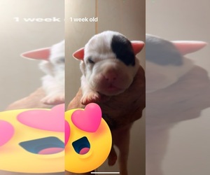American Bully Puppy for sale in LANSFORD, PA, USA