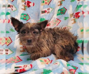 Jack Russell Terrier Dogs for adoption in Lake City, MI, USA