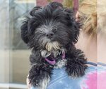 Small Photo #6 Mutt Puppy For Sale in Huntley, IL, USA