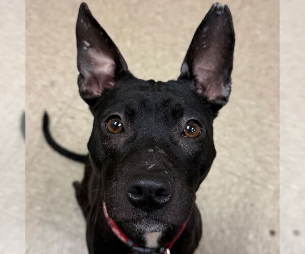 Medium Photo #3 Mutt Puppy For Sale in Jefferson, WI, USA