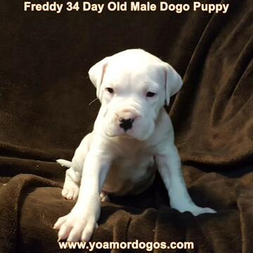 Medium Photo #97 Dogo Argentino Puppy For Sale in PINEVILLE, MO, USA
