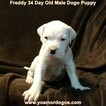 Small Photo #97 Dogo Argentino Puppy For Sale in PINEVILLE, MO, USA