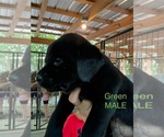 Small #8 Labrador Retriever