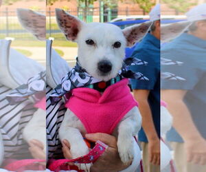 Cairn Terrier Dogs for adoption in Oakhurst, NJ, USA