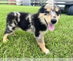 Small Photo #2 Australian Shepherd Puppy For Sale in IOWA, LA, USA