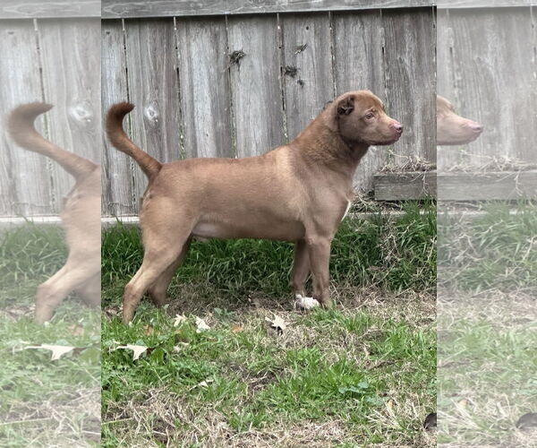 Medium Photo #2 American Staffordshire Terrier-Labrador Retriever Mix Puppy For Sale in Jackson, MS, USA