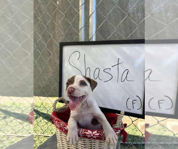 Medium Photo #1 Bulldog-Jack Russell Terrier Mix Puppy For Sale in garner, NC, USA