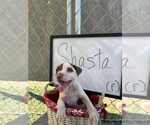 Small Bulldog-Jack Russell Terrier Mix