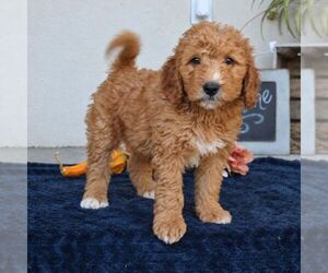Goldendoodle (Miniature) Puppy for sale in LEOLA, PA, USA