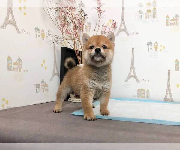 Medium Photo #3 Shiba Inu Puppy For Sale in SAN DIEGO, CA, USA