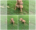 Small Photo #5 American Pit Bull Terrier Puppy For Sale in DEARING, GA, USA