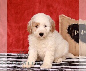 Goldendoodle (Miniature) Puppy for sale in LITITZ, PA, USA