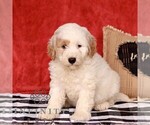 Small Goldendoodle (Miniature)