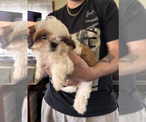 Medium Shih Tzu