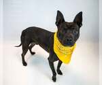 Small #1 Boxer Mix