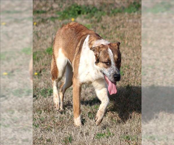 Medium Photo #2 Saint Bernard-Unknown Mix Puppy For Sale in Grovetown, GA, USA