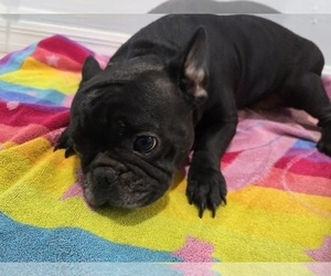 Medium French Bulldog