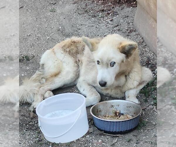 Medium Photo #1 Siberian Husky-Unknown Mix Puppy For Sale in San Antonio, TX, USA
