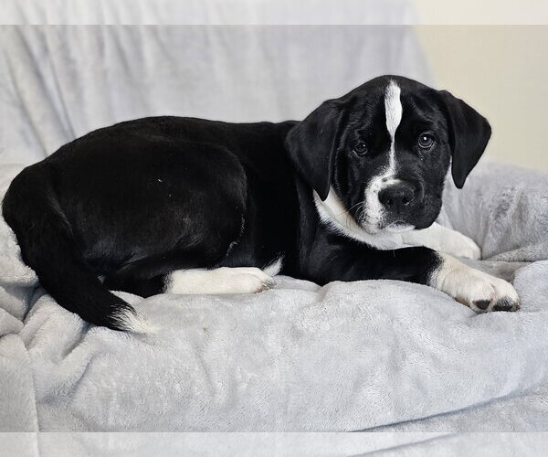 Medium Photo #5 Australian Shepherd-Bulldog Mix Puppy For Sale in McKinney, TX, USA