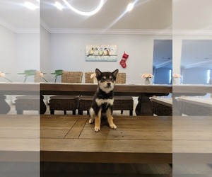 Shiba Inu Puppy for sale in EASTVALE, CA, USA