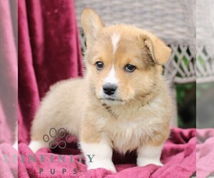 Pembroke Welsh Corgi Puppy for sale in LANDISBURG, PA, USA