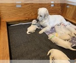 Small #12 English Cream Golden Retriever