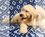 Small Photo #16 Labradoodle Puppy For Sale in AIKEN, SC, USA