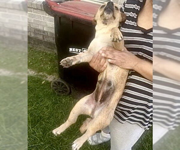 Medium Photo #1 Chihuahua Puppy For Sale in Houston, TX, USA