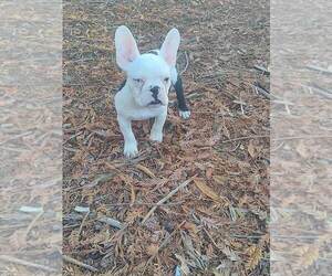 French Bulldog Puppy for sale in SAN JOSE, CA, USA
