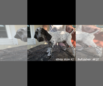Small Photo #3 German Shorthaired Pointer Puppy For Sale in MILLEN, GA, USA
