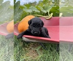 Small Photo #7 Aussiedoodle Puppy For Sale in RUSSELL, IA, USA